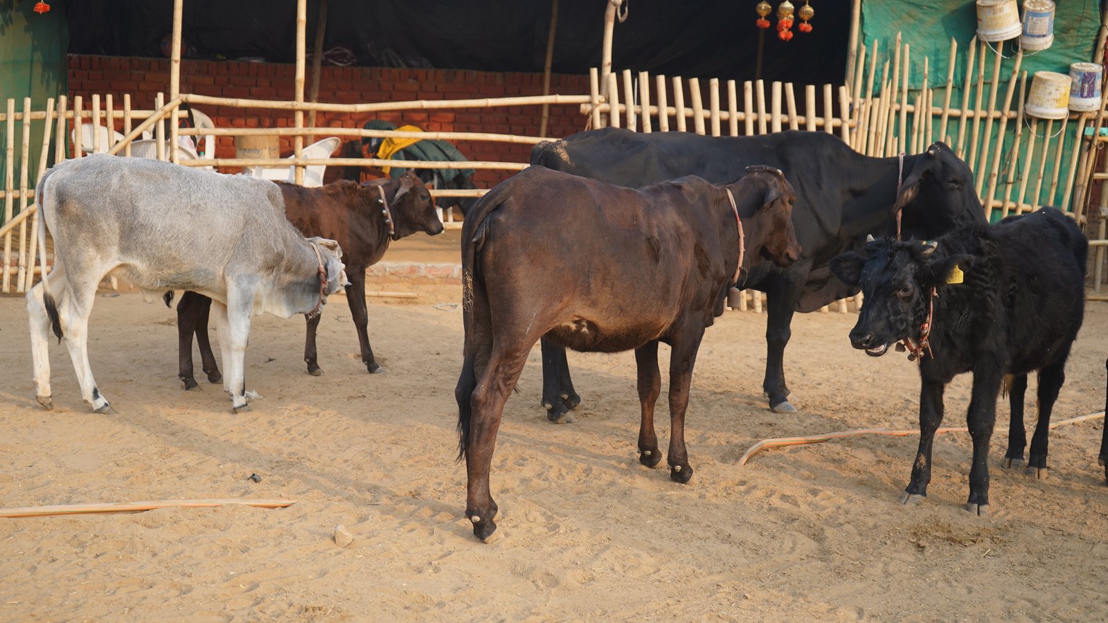 Cow Care