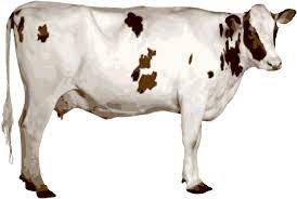 Cow Image