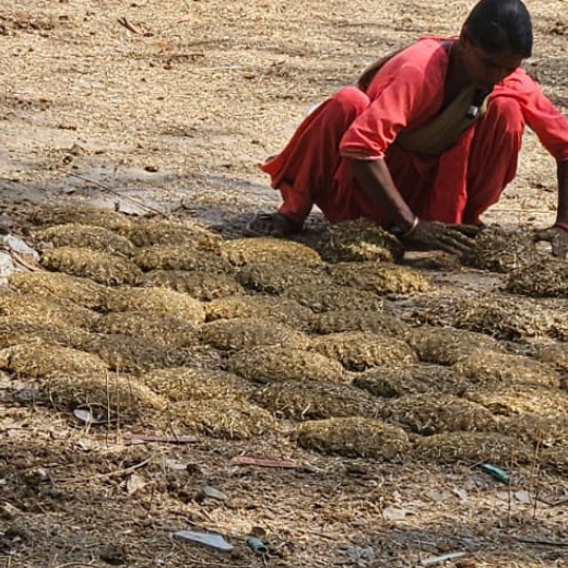 Cow Dung Cake