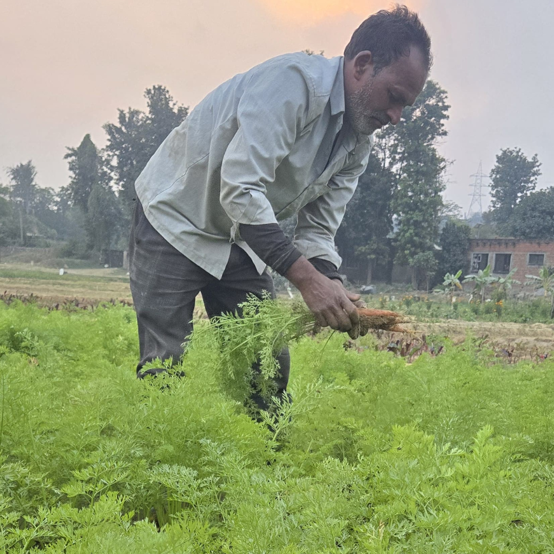 Rice Husk
